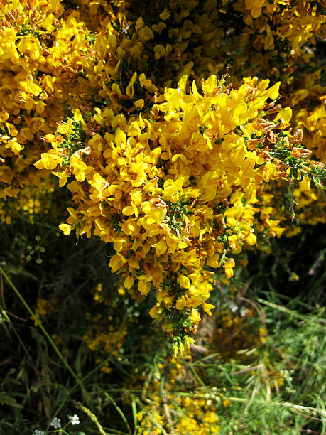 istock Background of flowers. 544352154