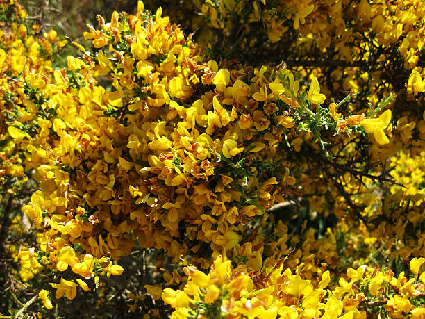 istock Background of flowers. 544352506