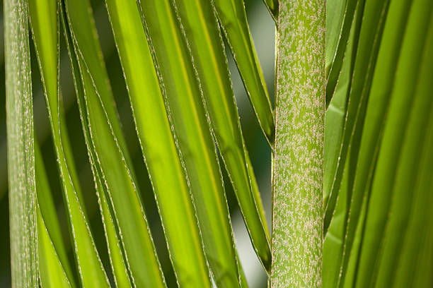istock close up view of nice green palm leaf 544352536