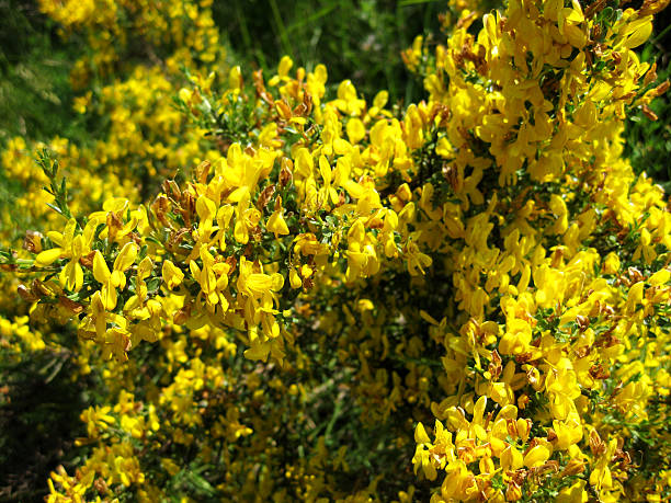 istock Background of flowers. 544352704