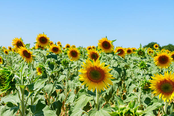 istock Field of sunflowers 544352884