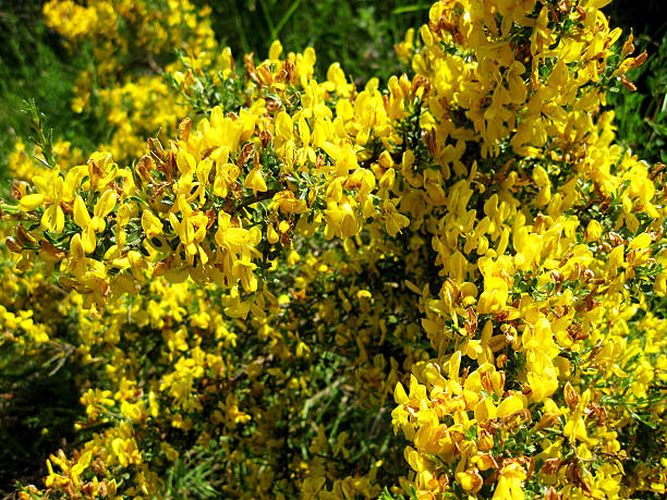 istock Background of flowers. 544352982