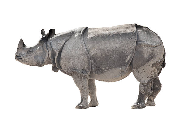 istock Indian one-horned rhinoceros 544353392