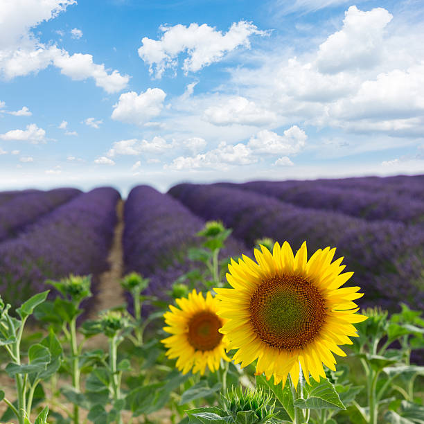 istock Sunflower and Lavender field 544353958