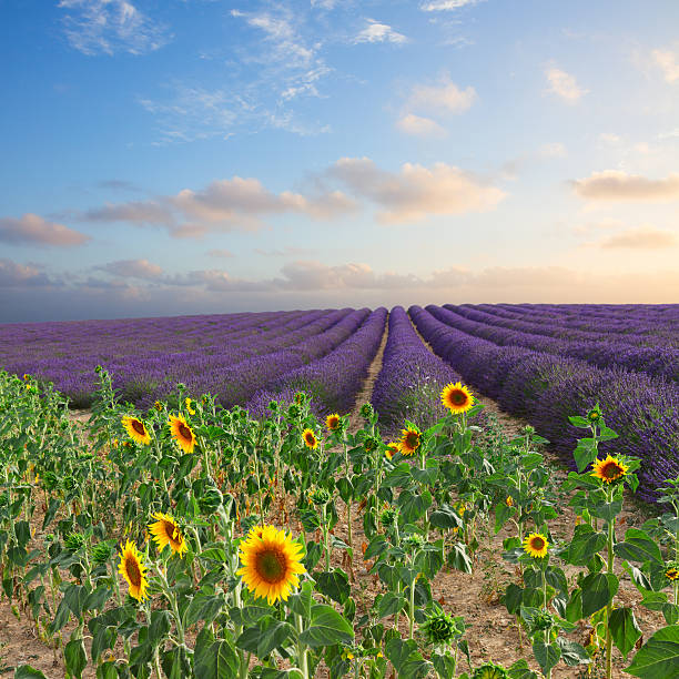 istock Sunflower and Lavender field 544354222