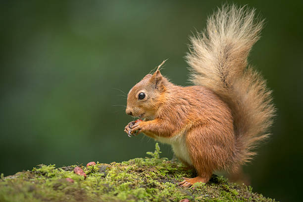 Esquilo vermelho comer - foto de acervo