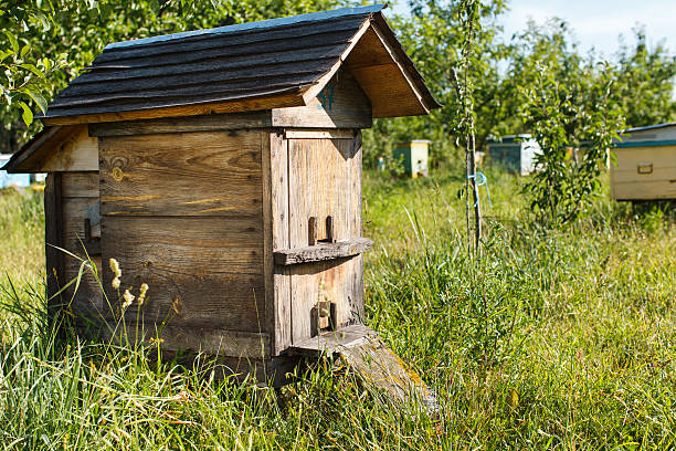 istock Side of dark wooden beehive 544355560
