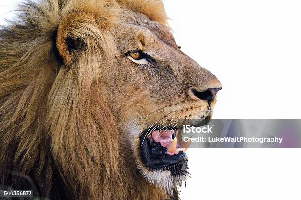 Lion Side Profile Stock Photo - Download Image Now - Africa, Animal Body Part, Animal Head - iStock Lion Side Profile Stock Photo - Download Image Now - Africa, Animal Body Part, Animal Head - iStock
