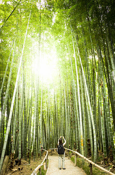 istock Taking a Photo of Bamboo Forest 544357102