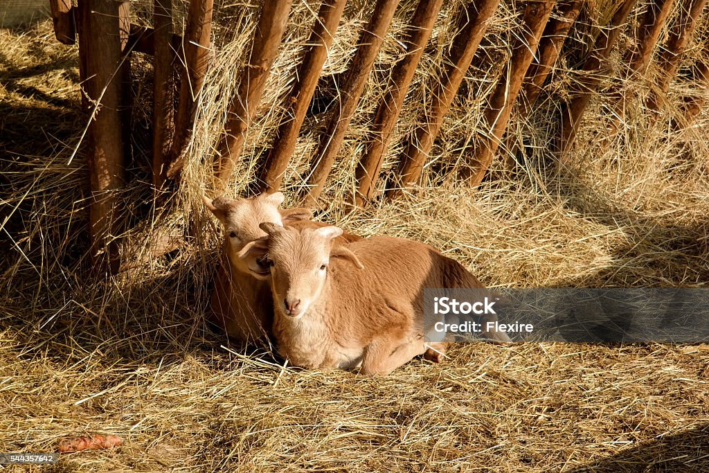 Young brothers Two young brown goat resting on straw Animal Stock Photo