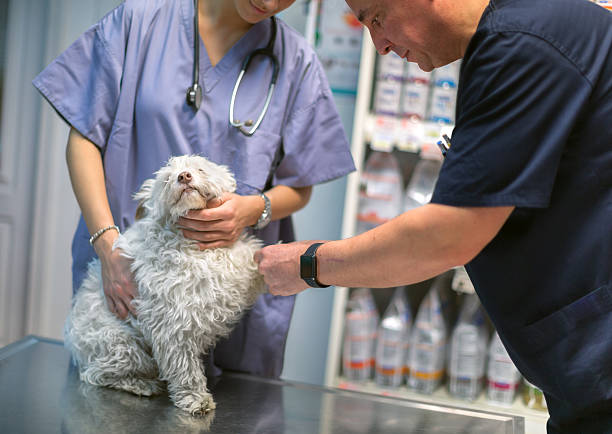 istock Veterinarian examining dog 544357702