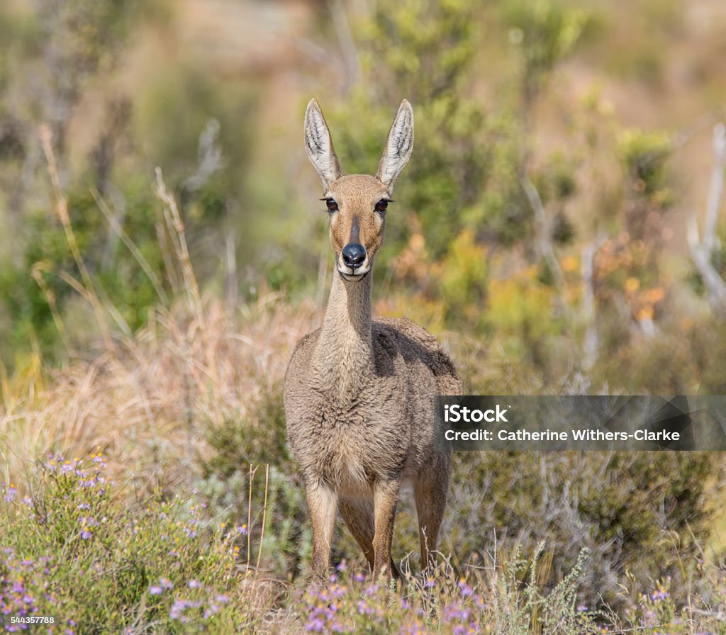 Female Grey Rhebok A closeup of a female Grey Rhebok in Southern Africa Africa Stock Photo