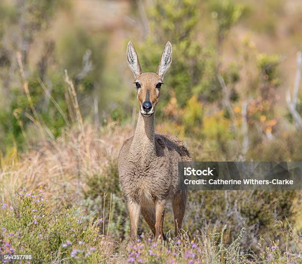 Female Grey Rhebok Stock Photo - Download Image Now - Africa, Alertness, Animal Wildlife