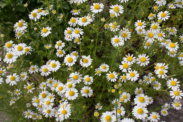 german tea chamomila (chamomilla recutita) flowers on meadow - chamomile plant german chamomile summer green imagens e fotografias de stock