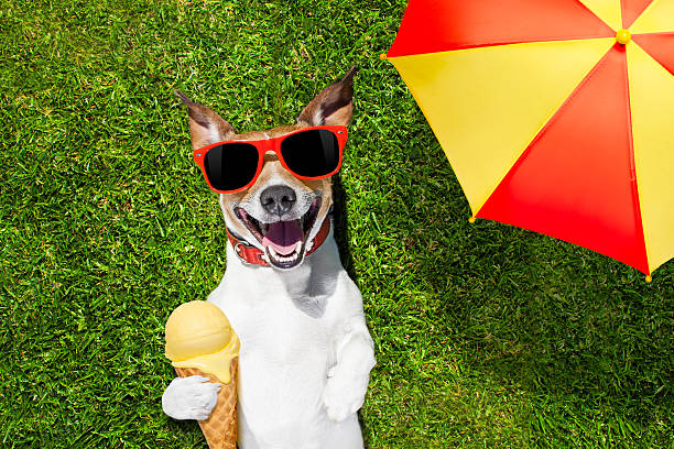 jack russell dog relaxing on grass or meadow in park  with  cold vanilla ice cream ,  on summer vacation holidays under umbrella