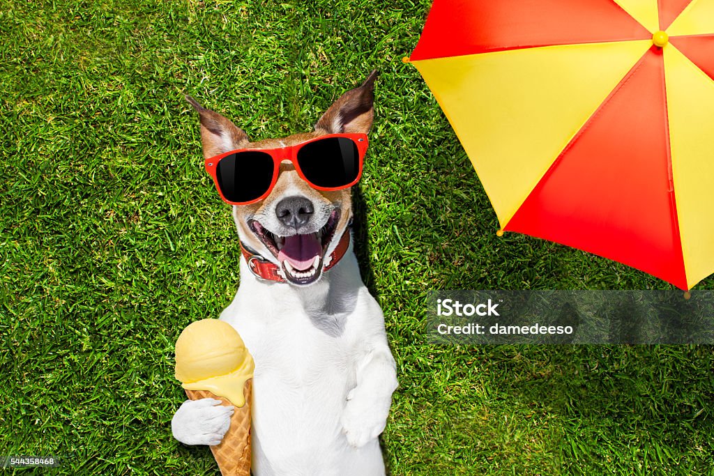 dog with ice cream under umbrella jack russell dog relaxing on grass or meadow in park  with  cold vanilla ice cream ,  on summer vacation holidays under umbrella Dog Stock Photo