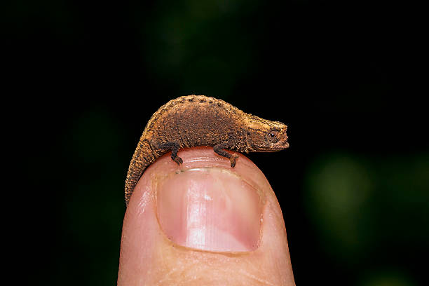 브룩시아 카멜레온 - chameleon reptile madagascar animal 뉴스 사진 이미지