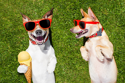 couple of dogs relaxing on grass or meadow in park  with  cold vanilla ice cream ,  on summer vacation holidays