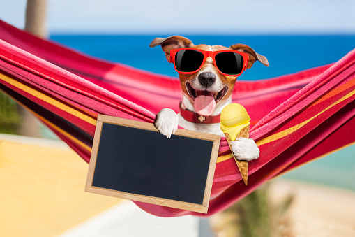 jack russell dog relaxing on a fancy red  hammock  with blank banner, placard or blackboard,  on summer vacation holidays at the beach licking ice cream on a waffle