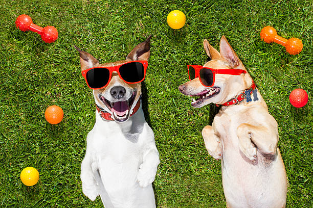 zwei lustige spielende hunde - action dog outdoors animal trainer stock-fotos und bilder