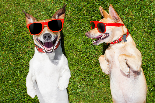 couple of  funny  and laughing dogs with sunglasses,  on grass or meadow in park    on summer vacation holidays