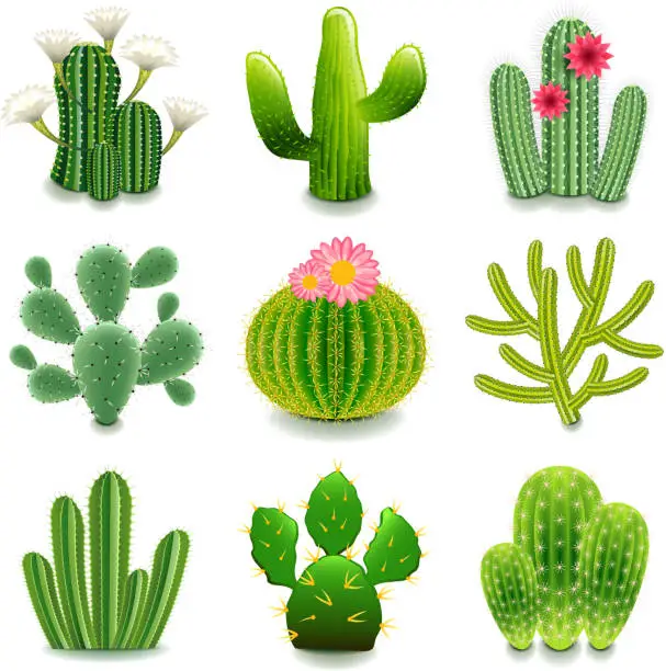 Vector illustration of Cactus icons vector set