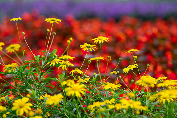 istock Yellow flowers with red and purple background 544444684