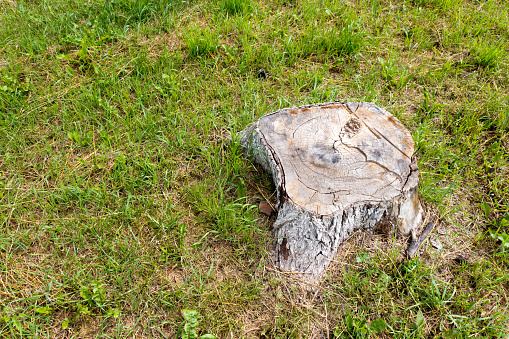 The stump of a large and old tree on the background of green grass.