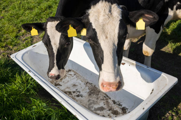 istock Two black and white cows at feeding trough on meadow 544445402