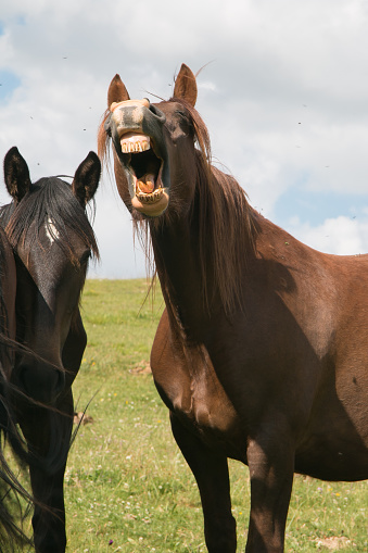 Portrait of funny portrait of smiling horse 