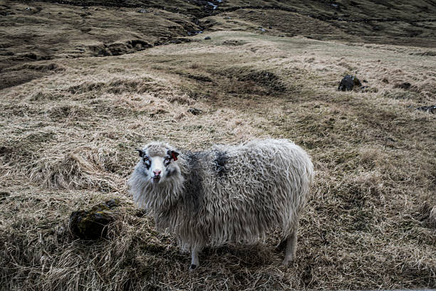 istock Faroe Islands sheep on meadow 544446100