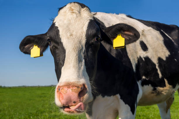 istock Nosy cow sticking out tongue 544446322