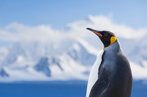 Gentoo penguin walking in snow in Antarctica with foot raised  with a background of a distant out of focus penguin