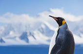 Antarctica king penguin snowy mountain