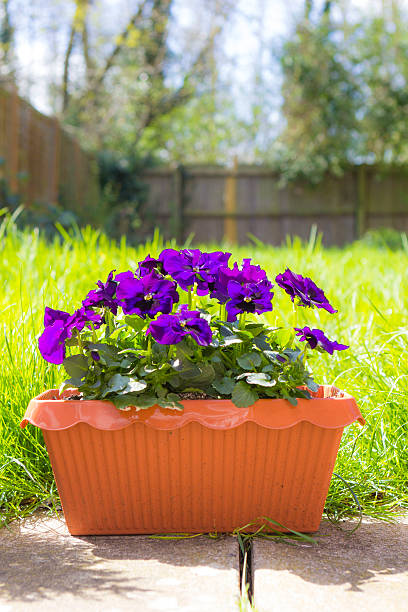 istock Flowers of Viola in pot 544447656