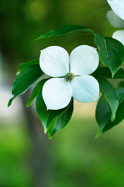 istock Flowering dogwood 544448230