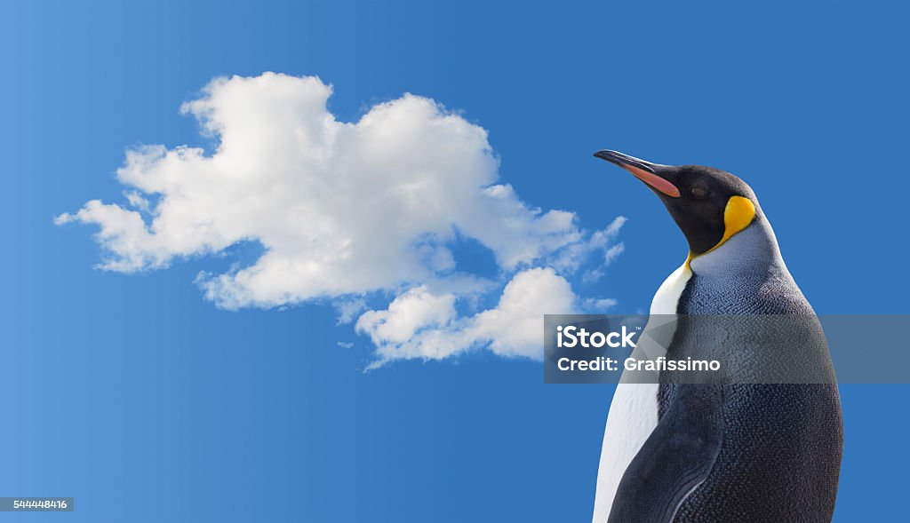 Antarctica King Penguin Blue Sky Stock Photo - Download Image Now -  Penguin, Animal, Antarctic Peninsula - iStock