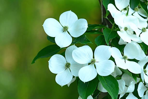 Flowering dogwood