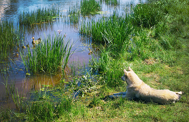 white dog lying on the shore and watching the ducks that swim in a pond