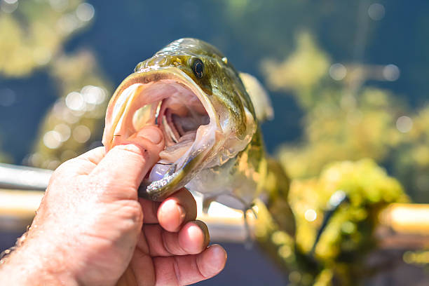 istock Fish staright out of water 544448880