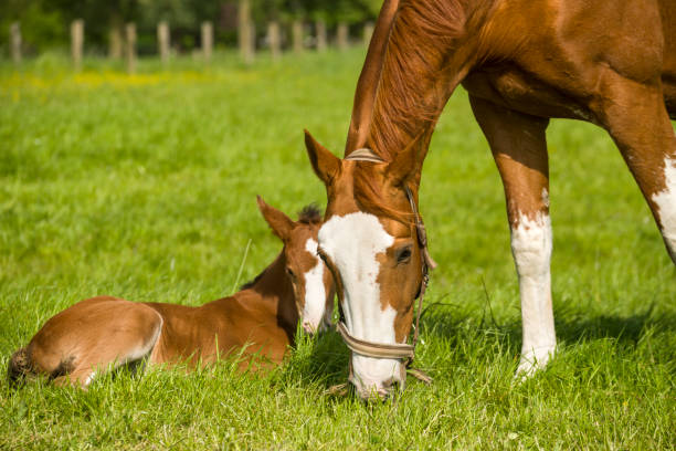 yegua y potro en la primavera pasture - foal mare horse newborn animal fotografías e imágenes de stock