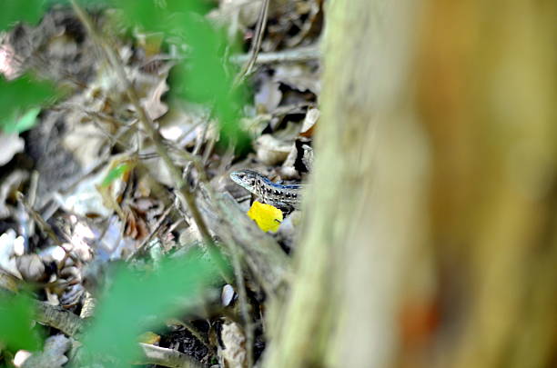 istock Wild lizard sitting in natural forest landscape 544450004
