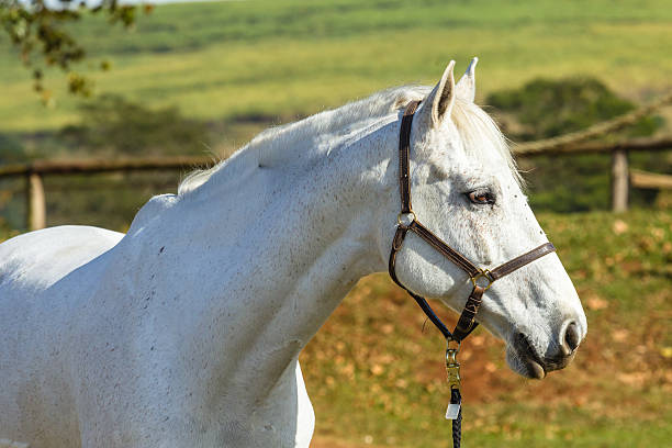 istock Horse Gray  Animal 544450622