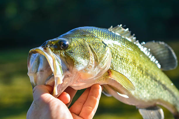 istock Straight out of water 544450894