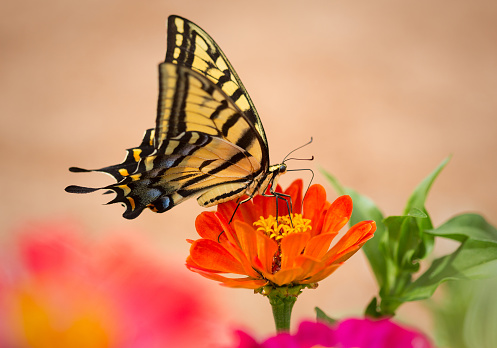 A Two-tailed Swallowtail Butterfly (Papilio multicaudata) sips nectar from a colorful zinnia in an Arizona garden.