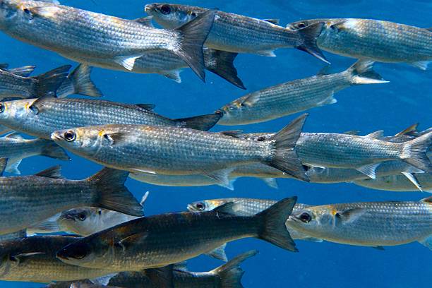 School of mullet