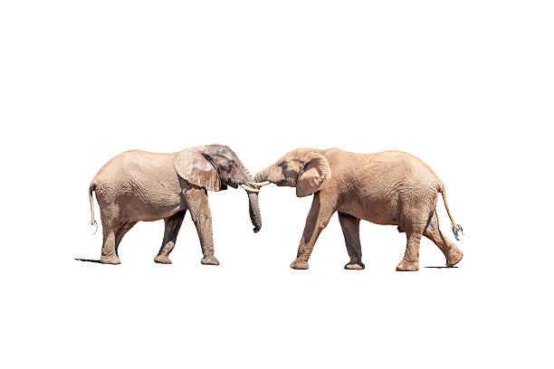 istock Elephant bulls in a test of strength isolated in white 544451992