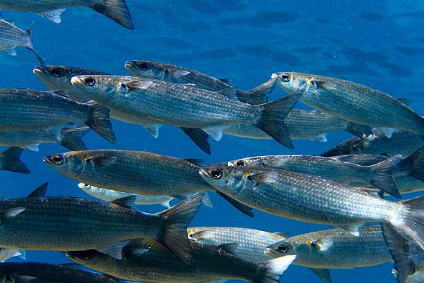 istock School of mullet and blue sea 544452010