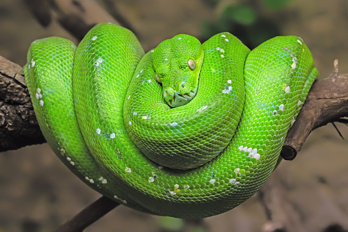 Close-up view of a green tree python (Morelia viridis)
