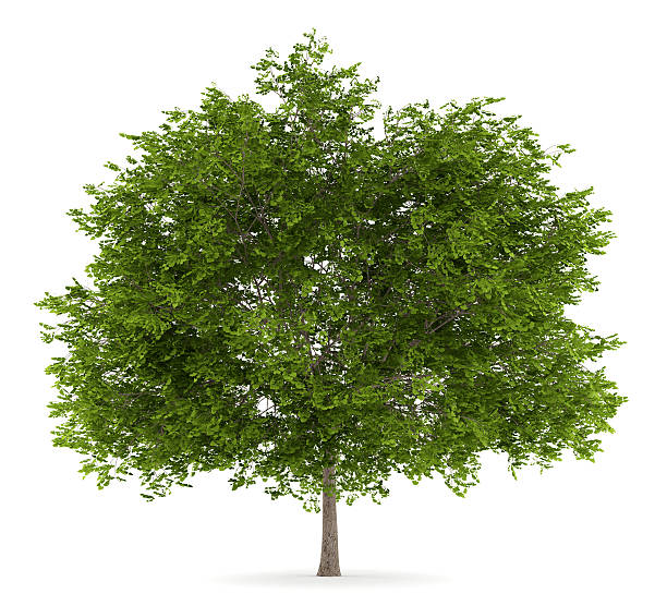 istock maidenhair tree isolated on white background 544452780